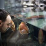 Widok z boku człowieka patrzącego na rybę w akwarium