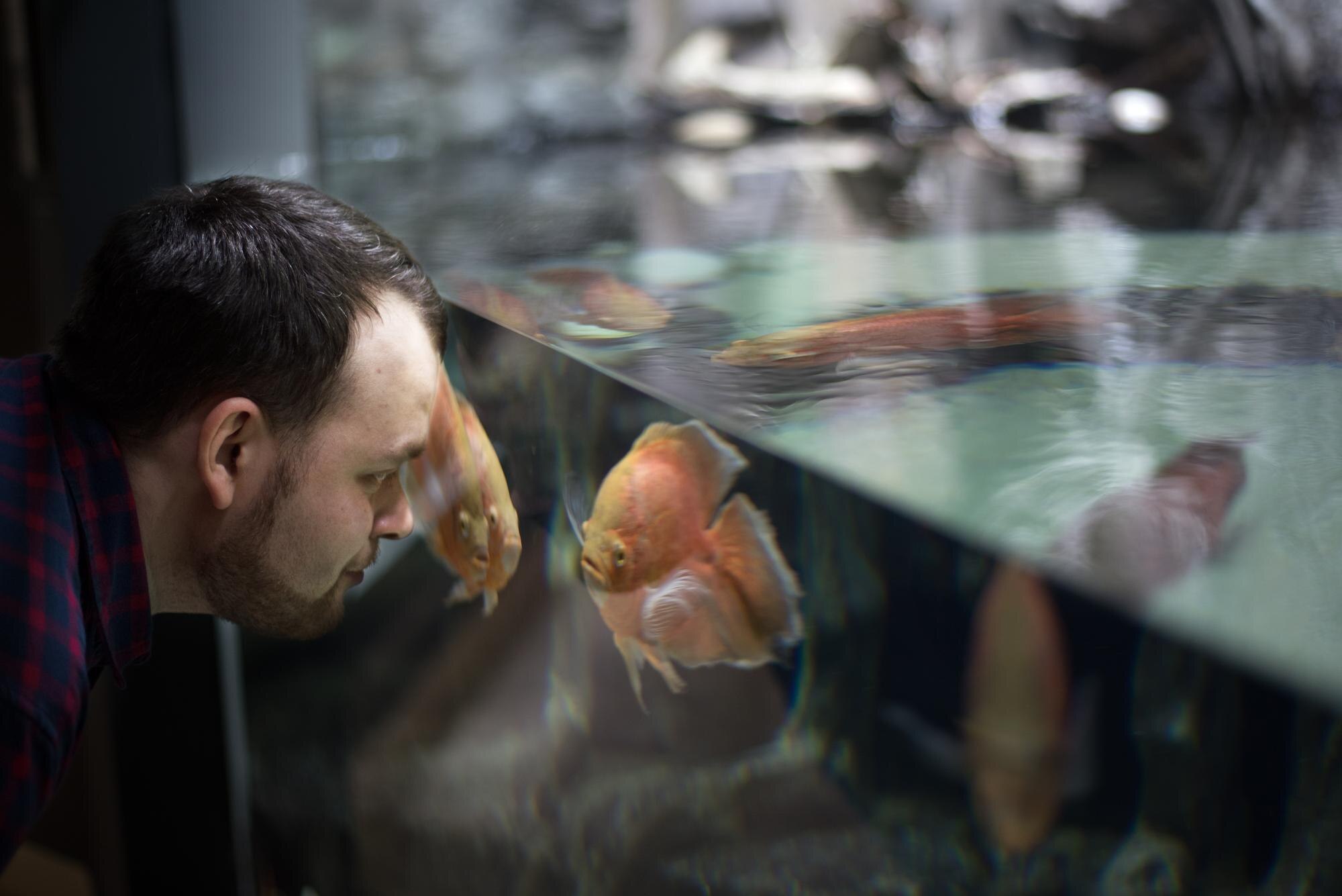 Widok z boku człowieka patrzącego na rybę w akwarium