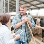 Zadowolony rolnik z widłami do siana, patrząc na kolegę z tabletem, omawiając rzeczy robocze w dużej farmie mlecznej