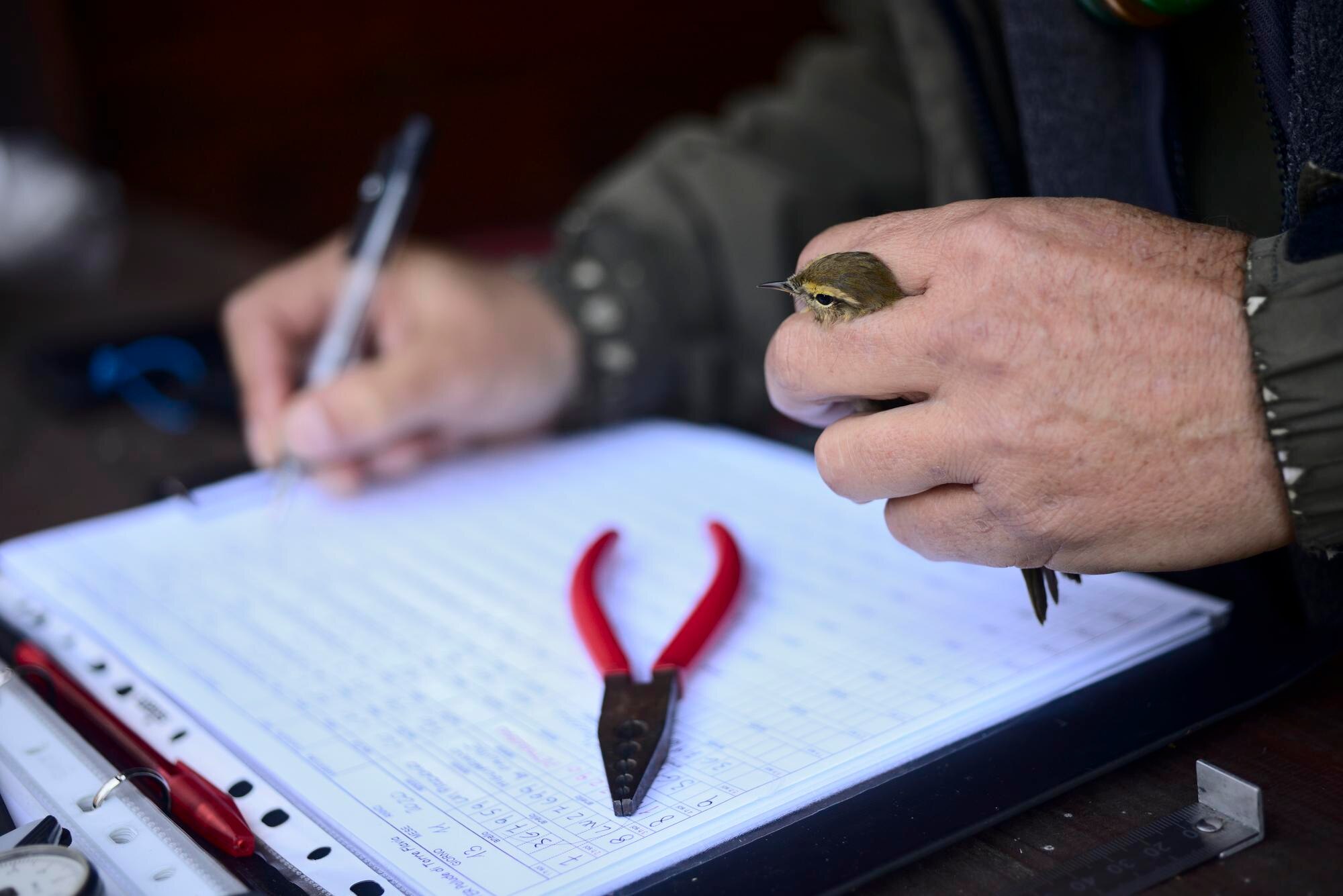 Schwytanie i wyzwolenie dzikiego ptactwa po identyfikacji odnóży, obrączkowanie i pomiary ciała do badań migracji